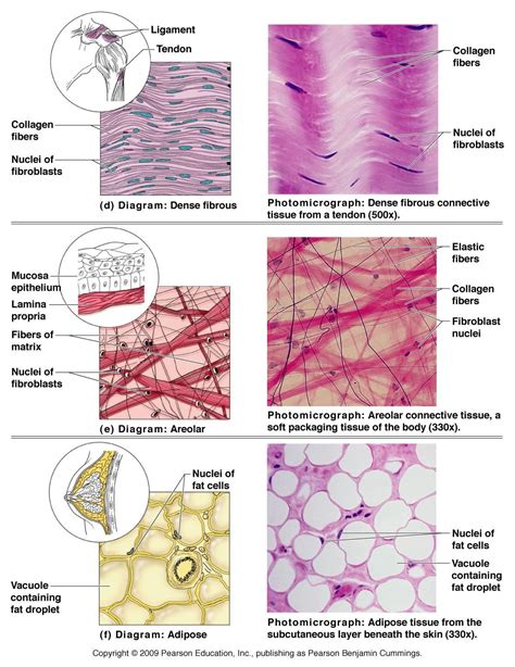 Human Tissue Cells