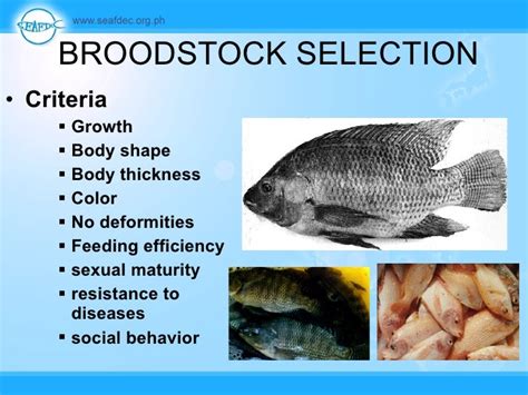 Overview Breeding And Seed Production