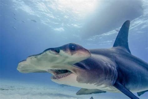 Hammerhead Shark | Incredible Facts, Pictures | A-Z Animals