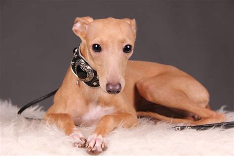 The miniature Italian Greyhound (mini Italian greyhound) is an Italian ...