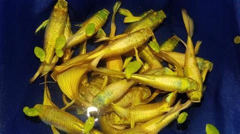 7 màu full gold | Cá 7 màu Full gold guppy - Rồng Size Giống - Trại Cá ...