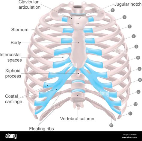 Clavicular notch Stock Vector Images - Alamy