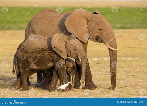 African Elephants, Amboseli, Kenya Stock Image - Image of three ...