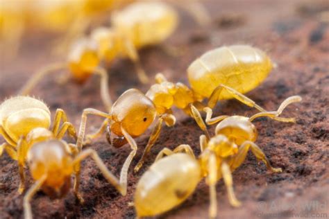 Lasius flavus (yellow meadow ant) - AntKeepers - Ant species