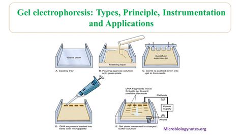 2D gel electrophoresis - Microbiology Notes