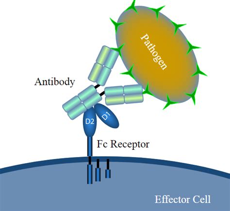 What is Fc receptors? - Creative Diagnostics