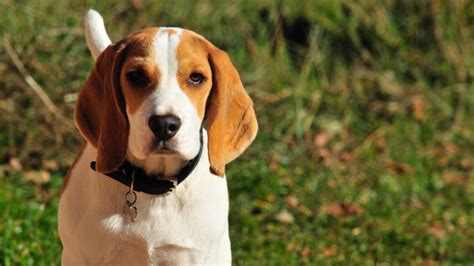 Beagle Mix Breeds - A Guide To the Different Crosses - Animal Corner