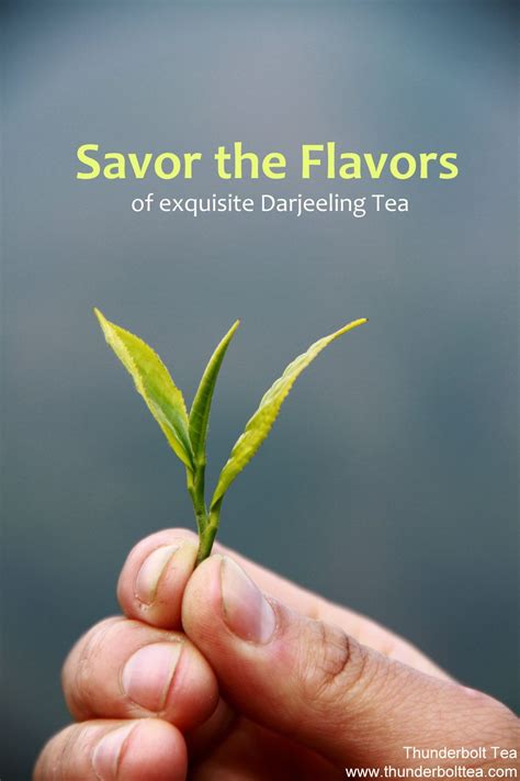 Darjeeling Tea, two leaves and a bud, meant for exquisite flavors in ...