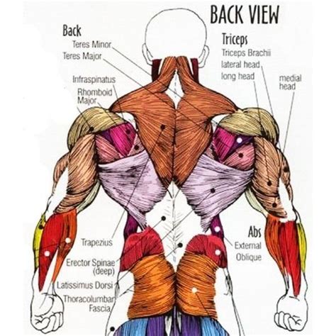 Anatomy Of The Back Bodybuilding Muscle Anatomy Anatomy Body Anatomy ...