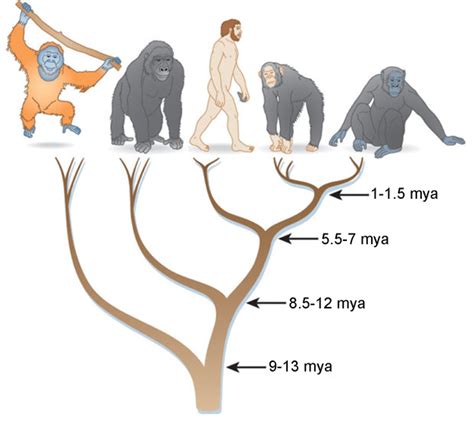 Simple Primate Phylogeny