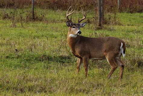 When Do Whitetail Deer Antlers Fall Off? | Sciencing