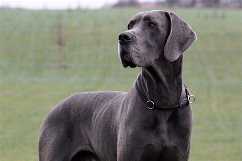 8 Popular Large Dog Breeds – Puppy Buddy