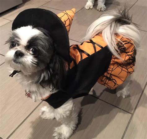 60+ Cute Shih Tzu Dogs in Halloween Costumes | Page 4 of 13 | The Paws