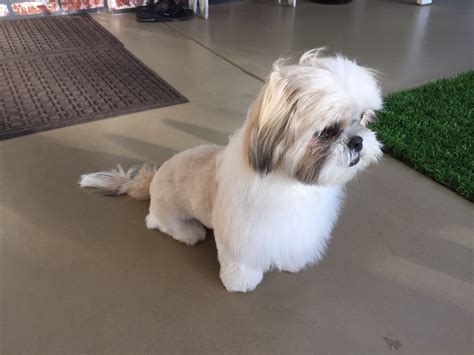 Trimming Shih Tzu Hair - Shih Tzu Dog