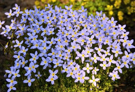 Houstonia Caeruela Least Bluet, a Tiny Lavender Ground Cover Wildflower ...