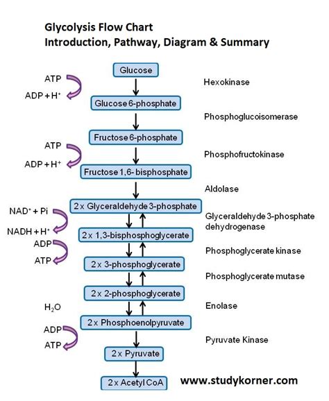 Glycolysis Flow Chart Introduction Pathway Diagram & Summary - StudyPK