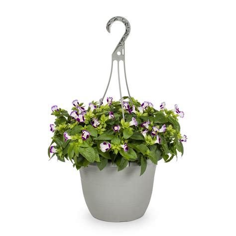 1.5-Gallon Multicolor Torenia in Hanging Basket (L9964) at Lowes.com