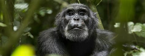 Chimpanzee Behavioral Adaptations - Mating & Aggression