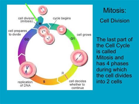 Cell Division Mitosis and Meiosis