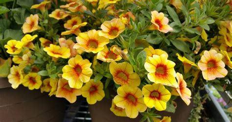 Overwintering Million Bells - Can You Keep Calibrachoa Plants Over Winter