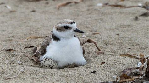 Snowy Plover Awareness | California Academy of Sciences