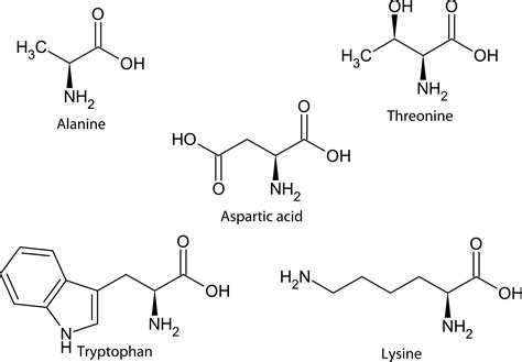 13.1: Amino Acids - Chemistry LibreTexts