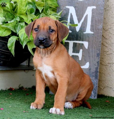 Rhodesian Ridgeback Puppies for Sale | Greenfield Puppies