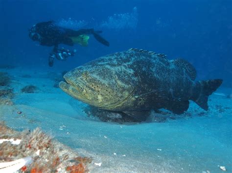 Giant Grouper Fish