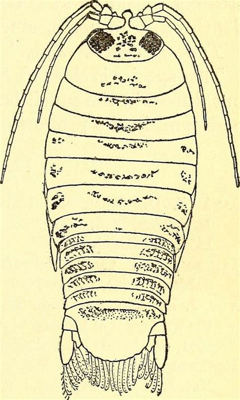 CRUSTACEA (Crustáceo) - Peracarida, Ordem Isopoda. / CRUSTACEA ...