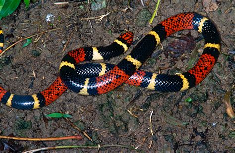 Aquatic Coral Snake | Biodiversity Database Suriname