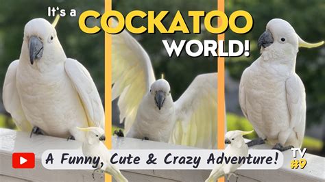 Cockatoo TV 9 | Watch the Funny Birdy Family Action in Parrot Town! 🦜🎉 ...