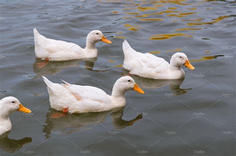 White duck swimming in the lake | High-Quality Animal Stock Photos ...