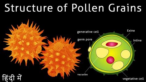 Where Do Pollen Grains Develop