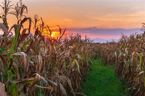 The sunset on the corn field 2405869 Stock Photo at Vecteezy