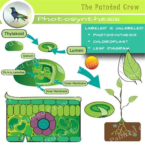 Leaf Diagram and Photosynthesis Clip Art - Color and Blackline ...