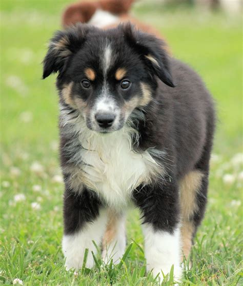 Cute Puppy Dogs: Mini Australian Shepherd Puppies