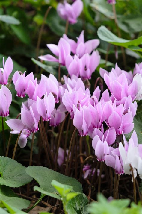 Cyclamen - Anglia Bulb Company