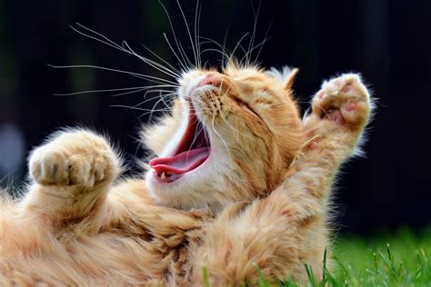 Yawning may have evolved to increase group vigilance - Earth.com