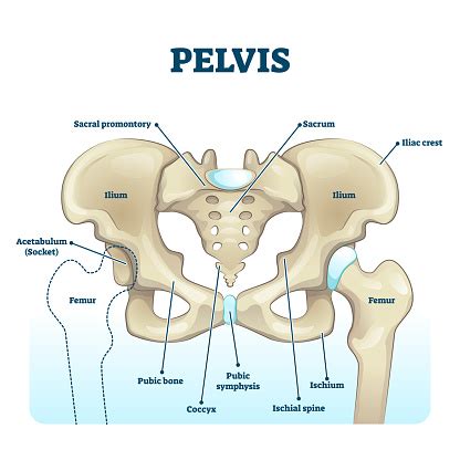 Ilustración de Estructura Del Esqueleto Anatómico De Pelvis Diagrama De ...