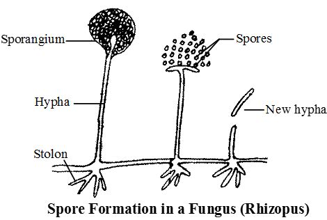 Spore Formation and Regeneration Biology