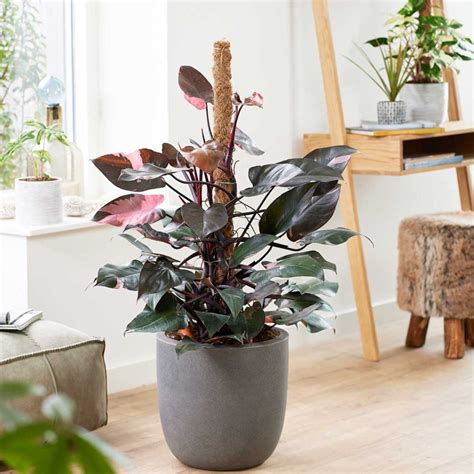 The Ultimate Guide to Philodendron Pink Princess Plant Care