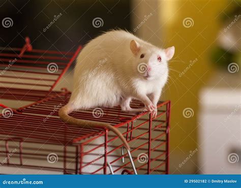 Domestic rat on a cage stock photo. Image of beauty, domestic - 29502182