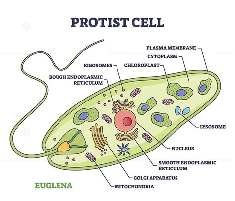 Protist cell anatomy with euglena microorganism structure outline ...