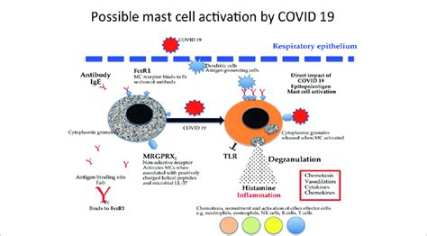 A simplified diagram of mast cell activation and their receptors and ...