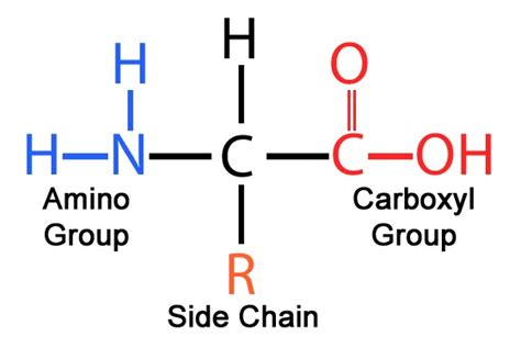 Glycine Amino Acid Structure