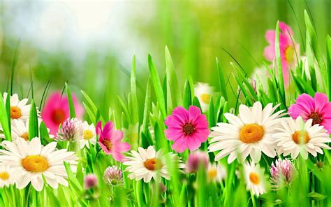 Spring Serenity: HD Wallpaper of White and Pink Flowers in Bloom