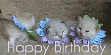 Happy Birthday Cats Gifs