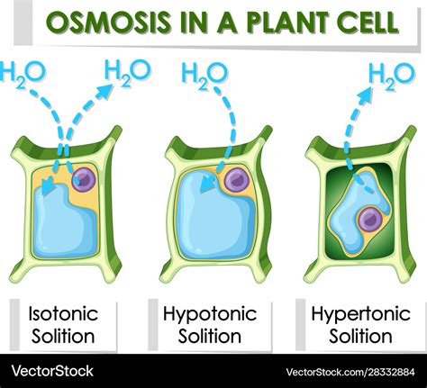 Osmosis Diagram