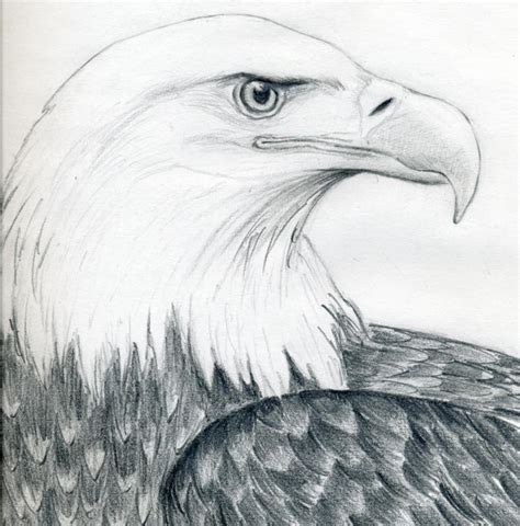 Draw A Bald Eagle