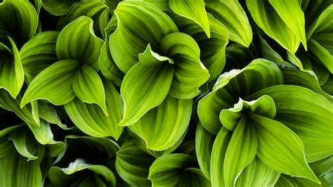 Download Close-up Leaf Green Nature Plant HD Wallpaper